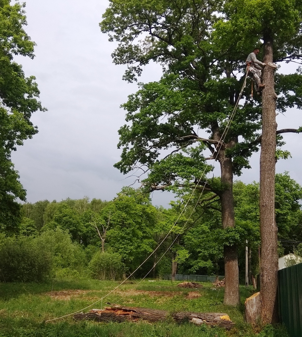 Удаление деревьев Подольский район