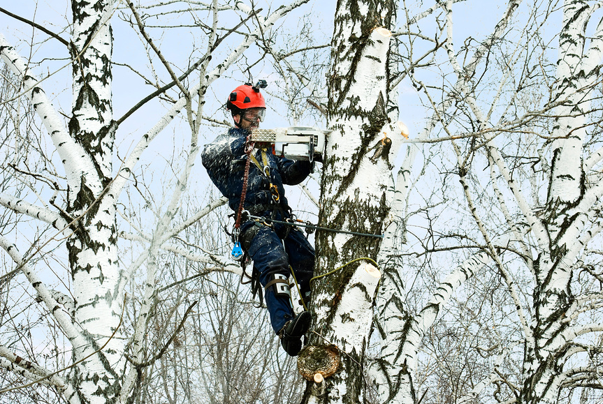 Удаление дерева Москва